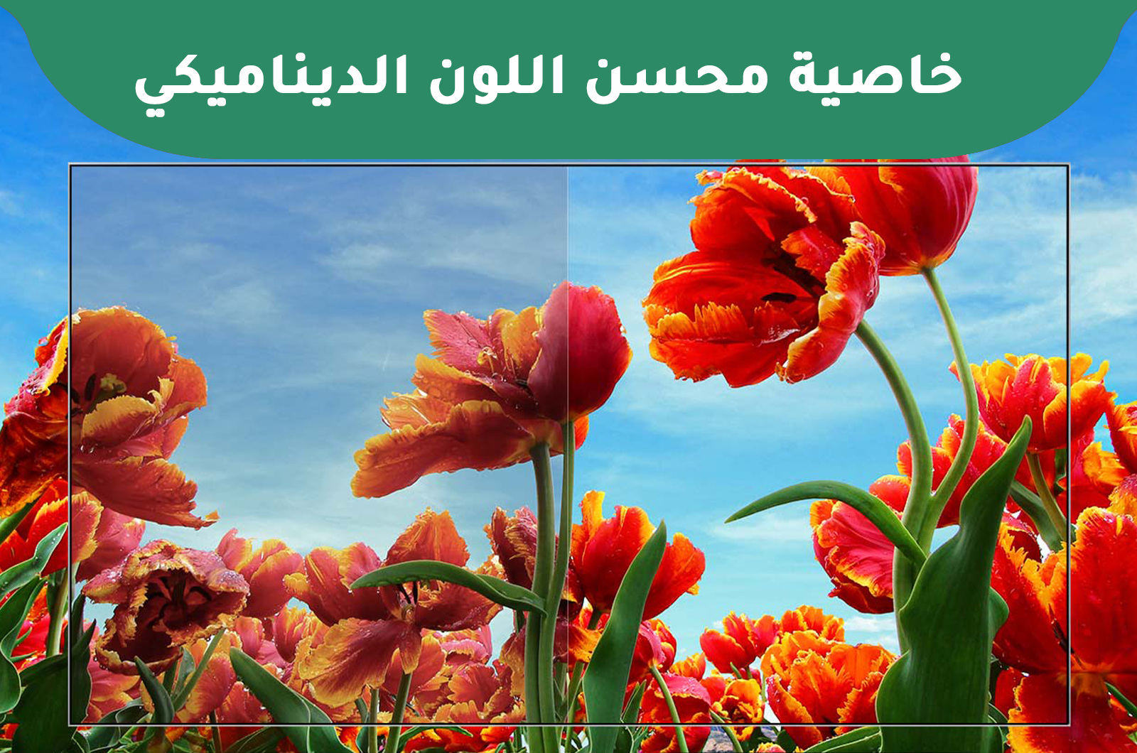 إل جي شاشة ذكية 43 بوصة بدقة Full HDR 1 شاشة إل جي ذكية 65 بوصة مستوى جديد من الدقة